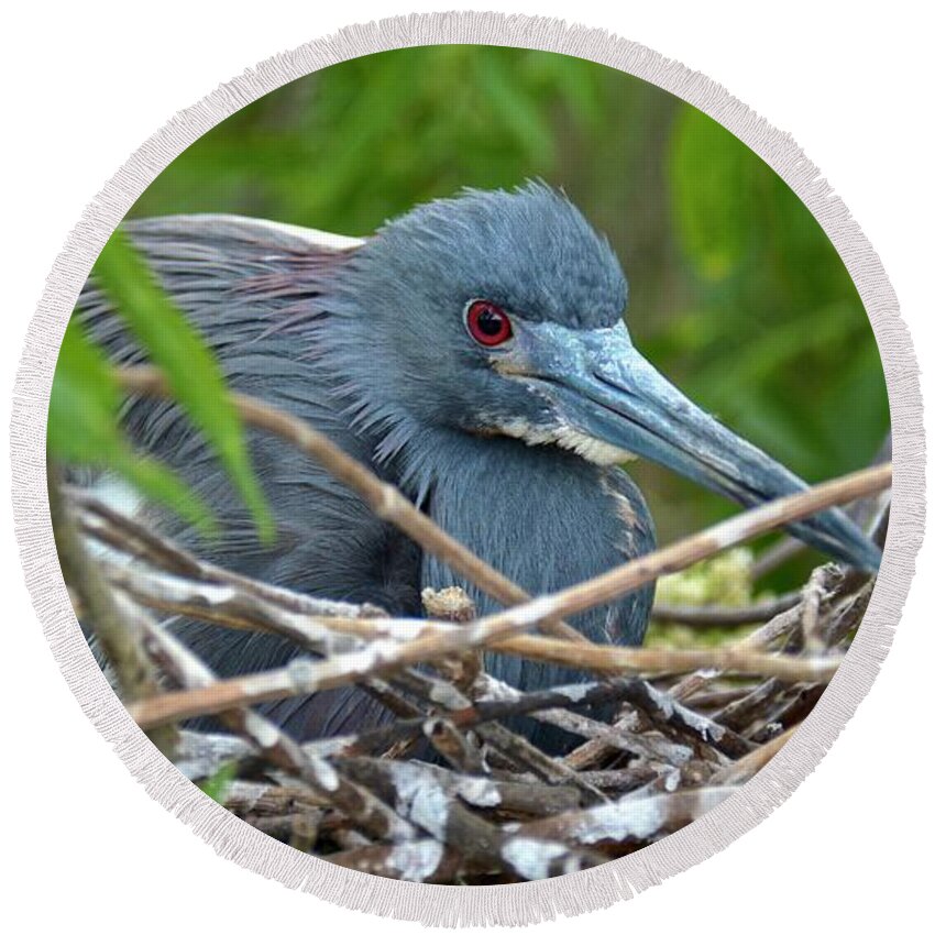 Nest Round Beach Towel featuring the photograph Nesting Tricolored Heron by Carol Bradley