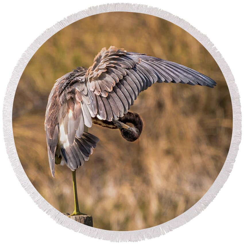 Nature Round Beach Towel featuring the photograph Tricolored Heron On One Leg Preening - Egretta Tricolor by DB Hayes