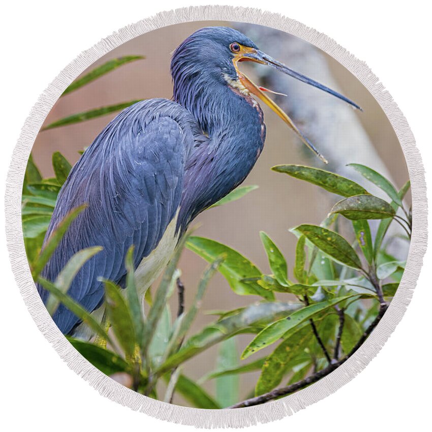 Nature Round Beach Towel featuring the photograph Tricolored Heron Yawning in Tree - Egretta Tricolor by DB Hayes