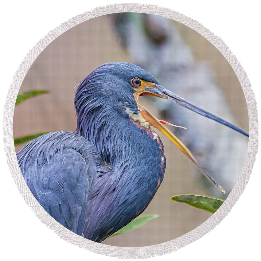 Nature Round Beach Towel featuring the photograph Tricolored Heron Yawning UP CLOSE by DB Hayes