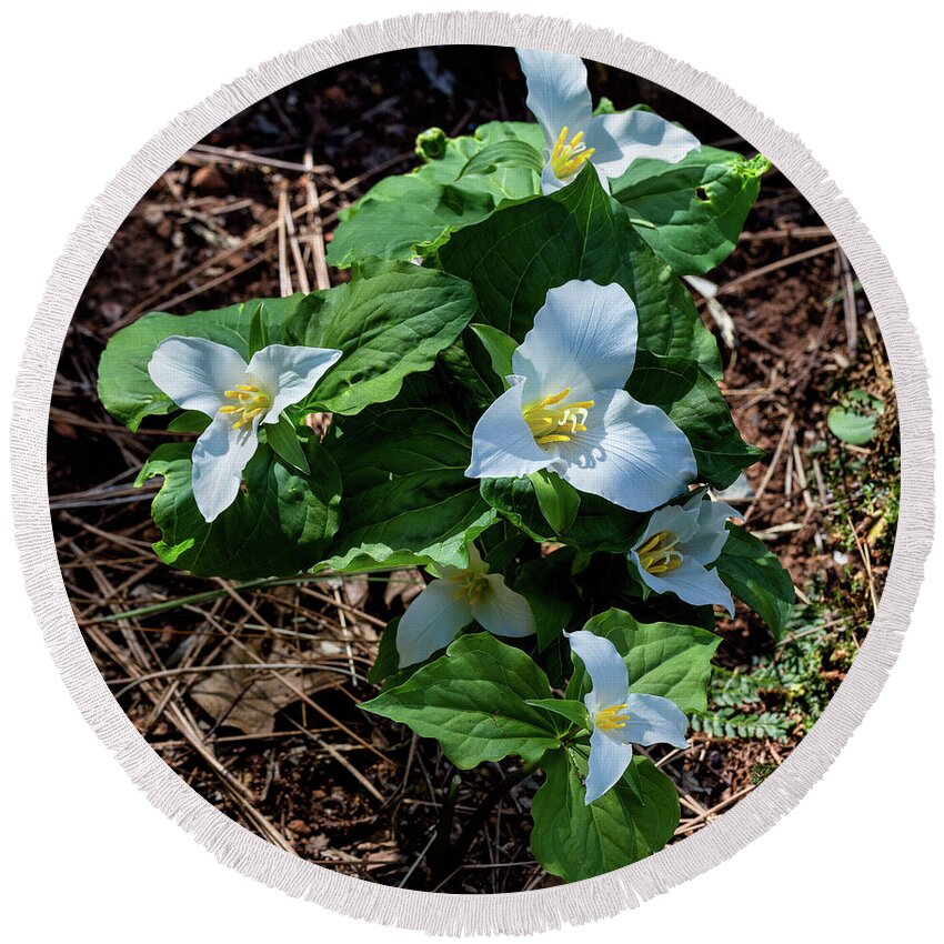 Trillium Round Beach Towel featuring the photograph Trillium Bouquet in the Woods by Kathleen Bishop