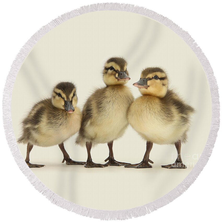 Three Mallard Round Beach Towel featuring the photograph Triple Ducklings by Warren Photographic