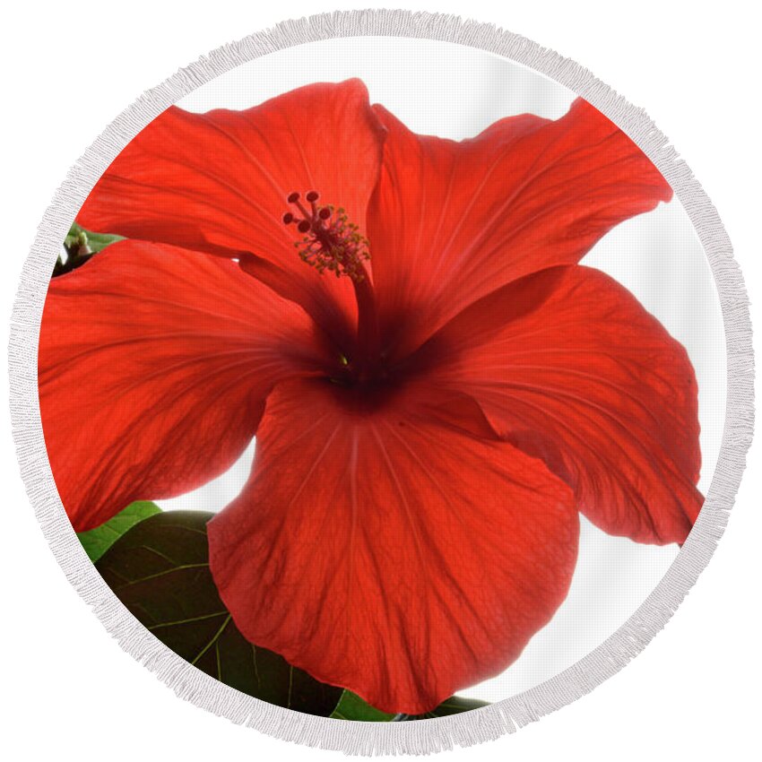 Hibiscus Round Beach Towel featuring the photograph Tropical Bloom. by Terence Davis