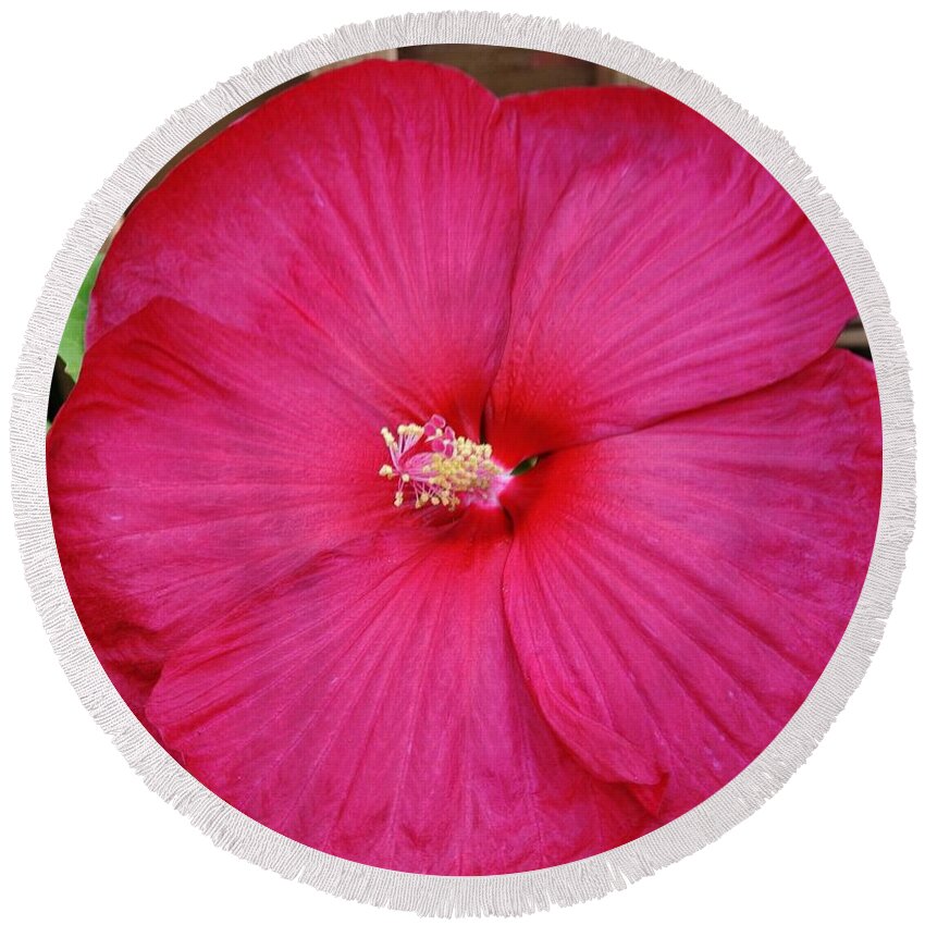 Photo Round Beach Towel featuring the photograph Tropical Hibiscus in Red by Marsha Heiken