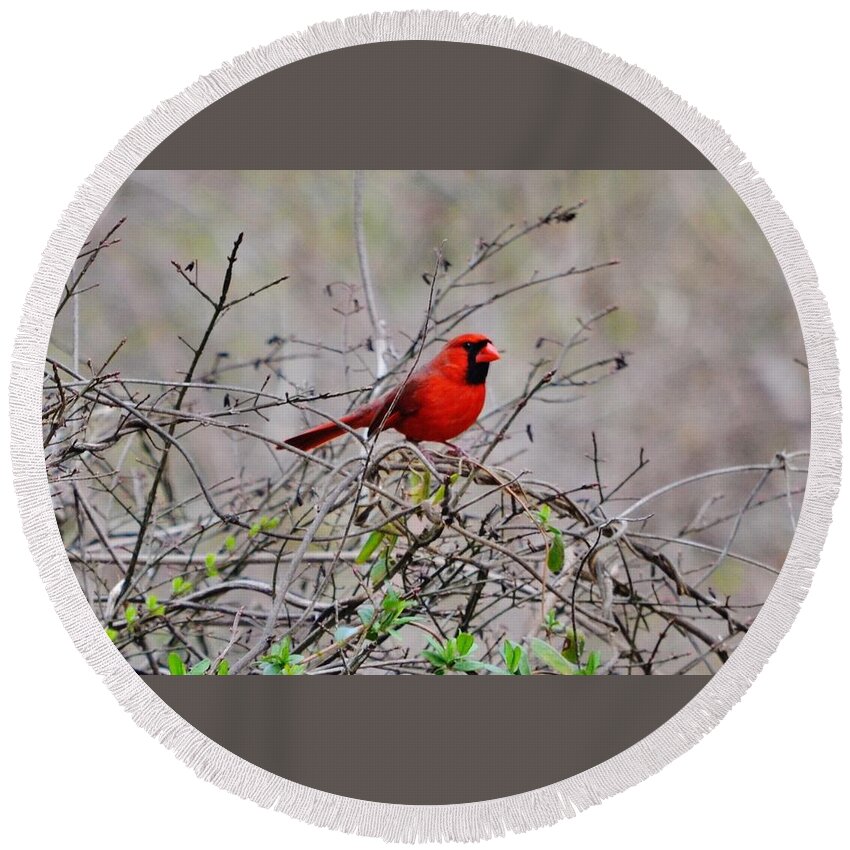 Cardinal Round Beach Towel featuring the photograph Troy by Eileen Brymer