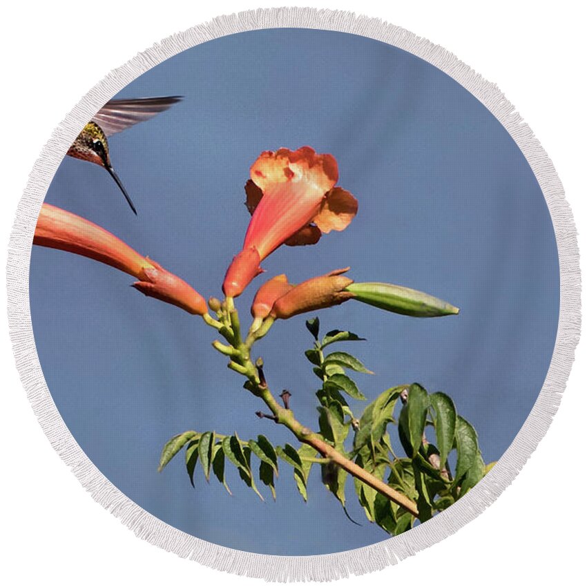 Ruby-throated Hummingbird Round Beach Towel featuring the photograph Trumpet Call by Art Cole
