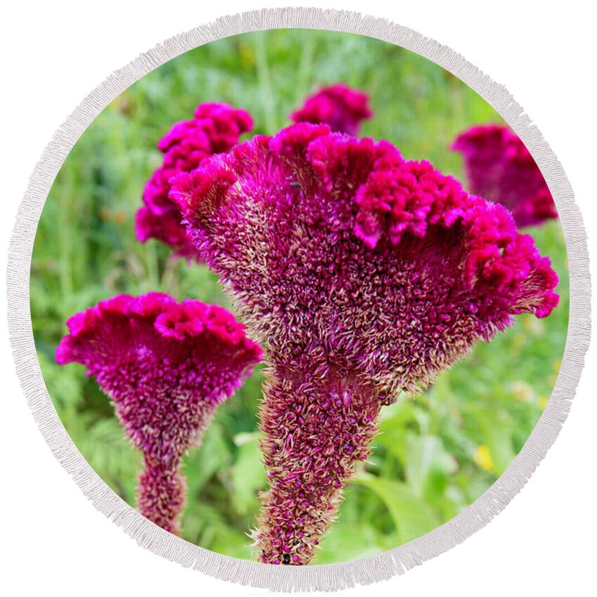 Flower Round Beach Towel featuring the photograph Magenta Cocks Combs by Mark Harrington