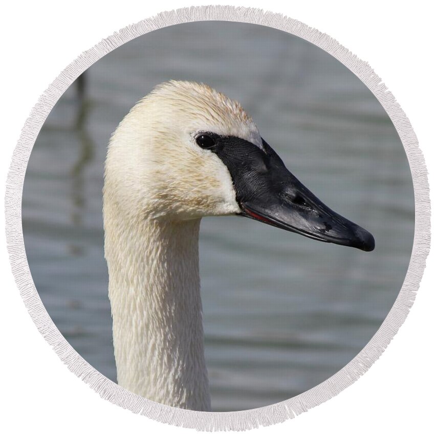 Swan Round Beach Towel featuring the photograph Trumpeter Portrait by David Pickett