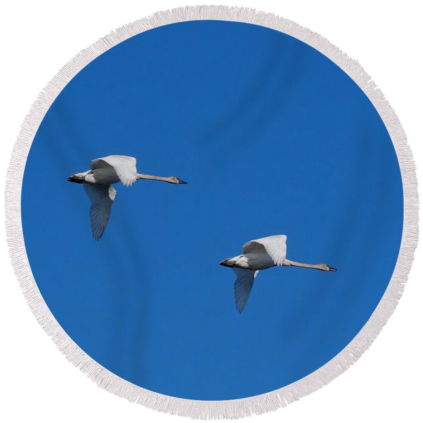 Swan Round Beach Towel featuring the photograph Trumpeter Swans 1725 by Michael Peychich