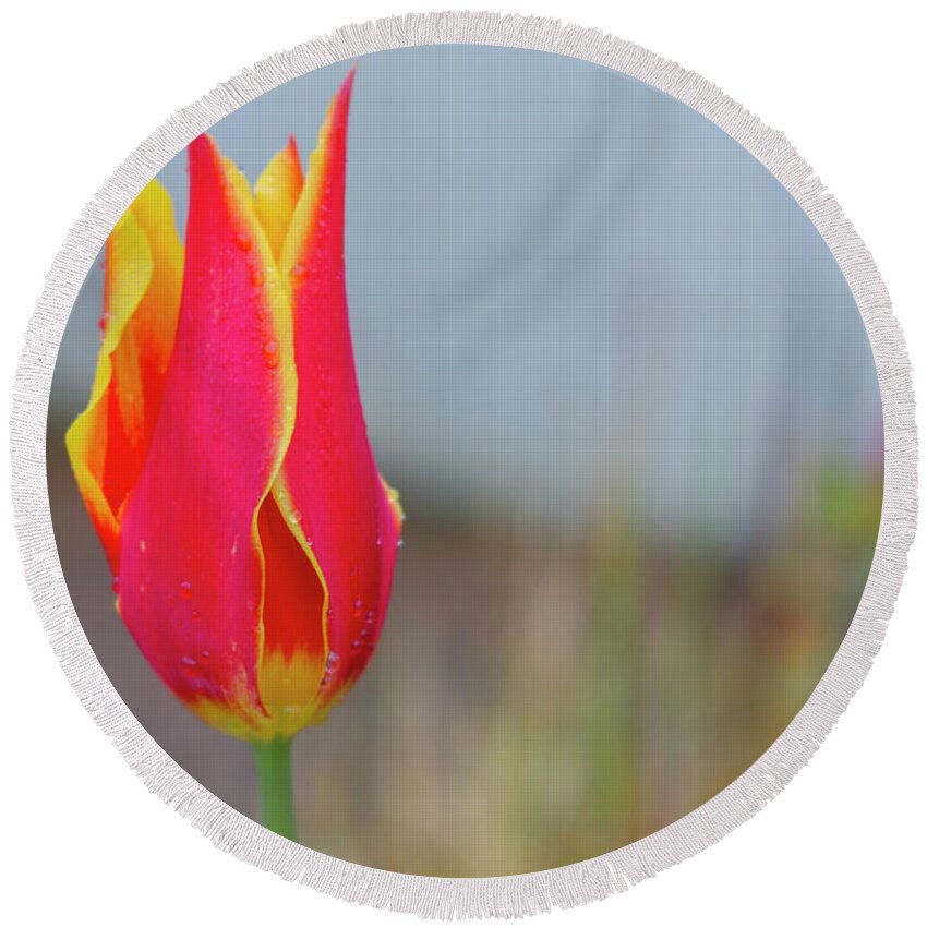 Tulip Round Beach Towel featuring the photograph Tulip Fire by Diane Fifield