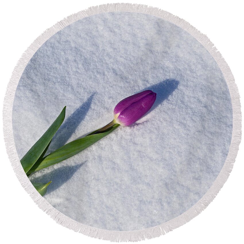 Tulip Round Beach Towel featuring the photograph Tulip in Snow by Cathy Mahnke