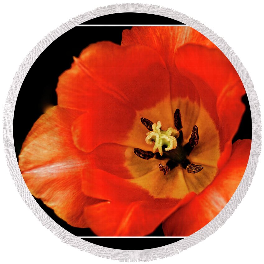 Flower Round Beach Towel featuring the photograph Tulip Macro by Kenneth Clinton