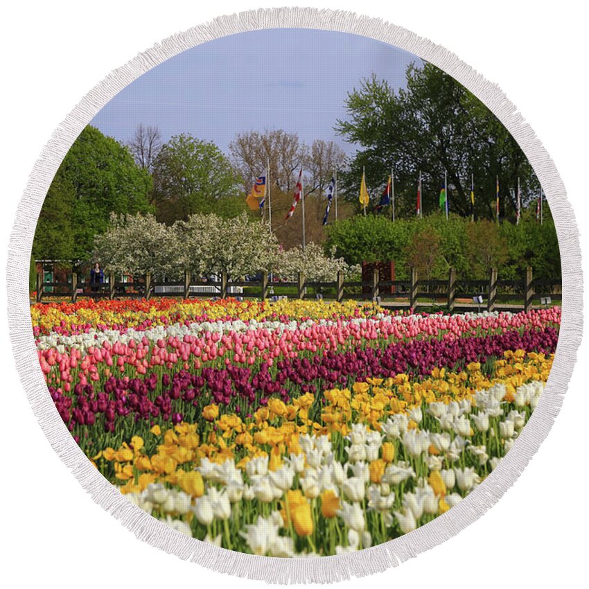 Tulips In Rows Round Beach Towel featuring the photograph Tulips in Rows by Rachel Cohen