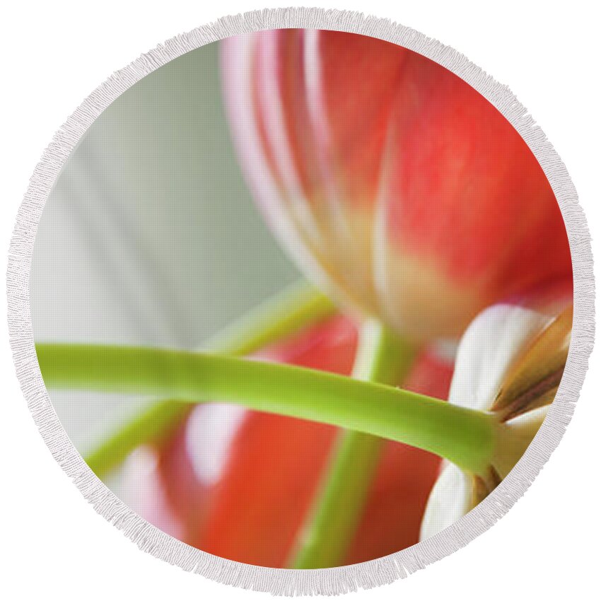Floral Round Beach Towel featuring the photograph Tulips In The Morning by Theresa Tahara