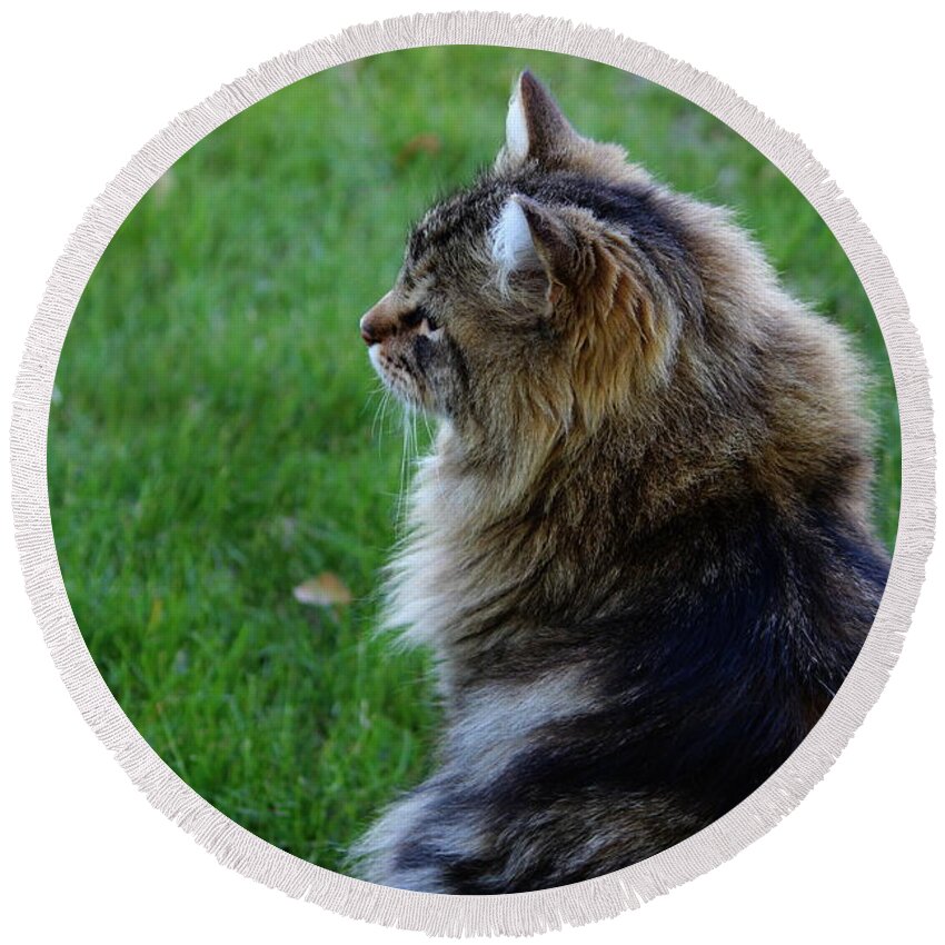 Maine Coon Round Beach Towel featuring the photograph Rum Tum Tiggle by Jean Evans