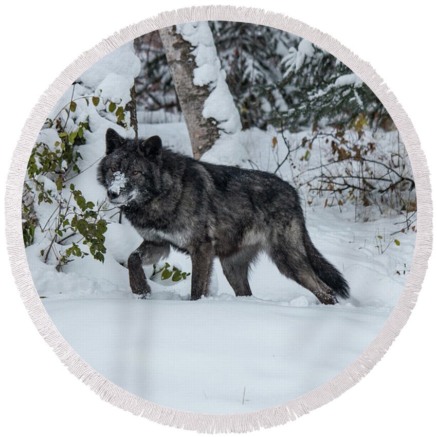Animal Round Beach Towel featuring the photograph Tundra Wolf 6701 by Teresa Wilson