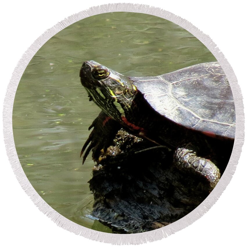 Nature Round Beach Towel featuring the photograph Turtle Bask by Azthet Photography