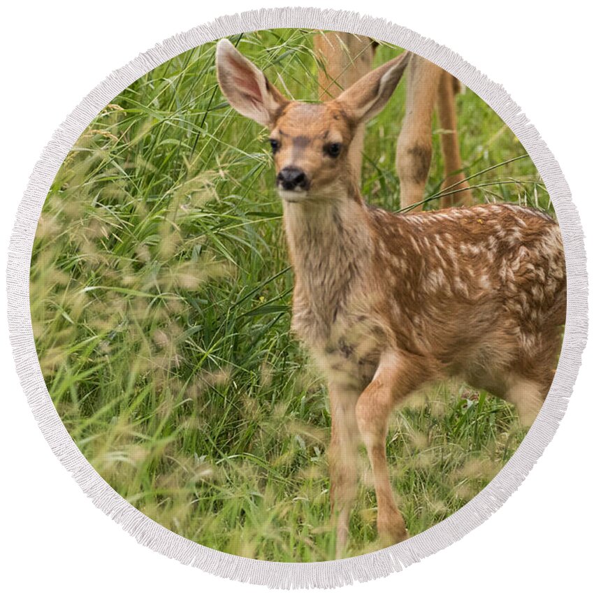 Mule Deer Fawn Round Beach Towel featuring the photograph Twilight Fawn #3 by Mindy Musick King