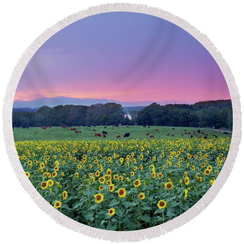 Sunflowers Round Beach Towel featuring the photograph Twilight On Cows And Sunflowers by Garrett Sheehan
