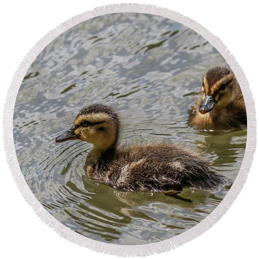 Mallard Duck Round Beach Towel featuring the photograph Two Baby Ducks by Ray Congrove
