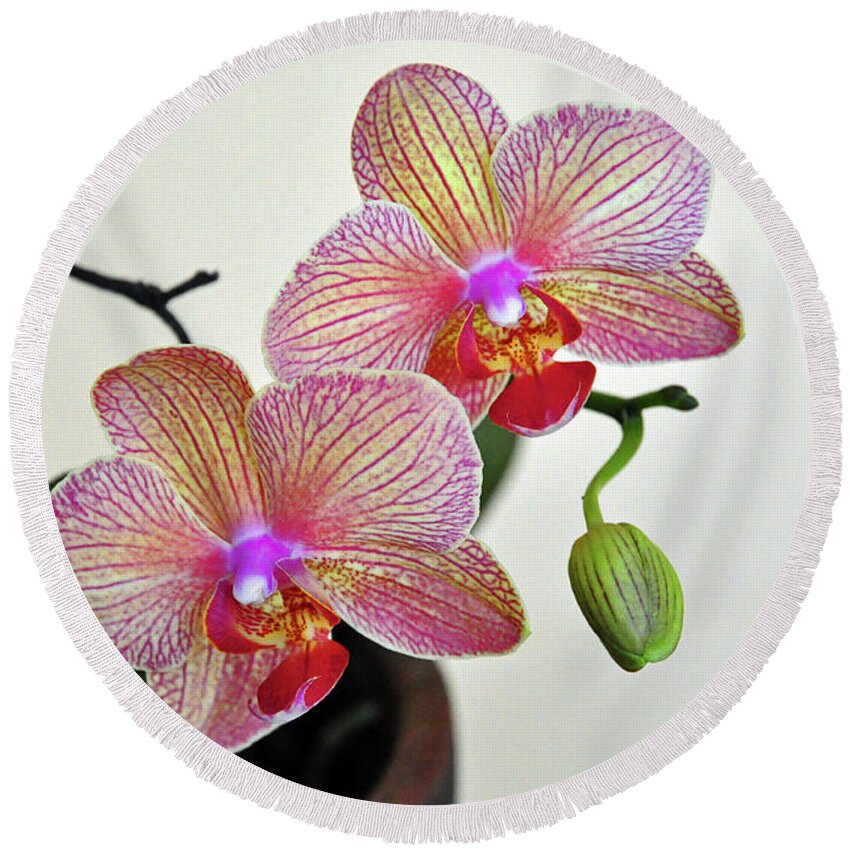 Orchid Round Beach Towel featuring the photograph Two blooms for you by Davids Digits