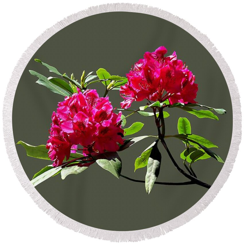 Rhododentron Round Beach Towel featuring the photograph Two Dark Red Rhododendrons by Susan Savad