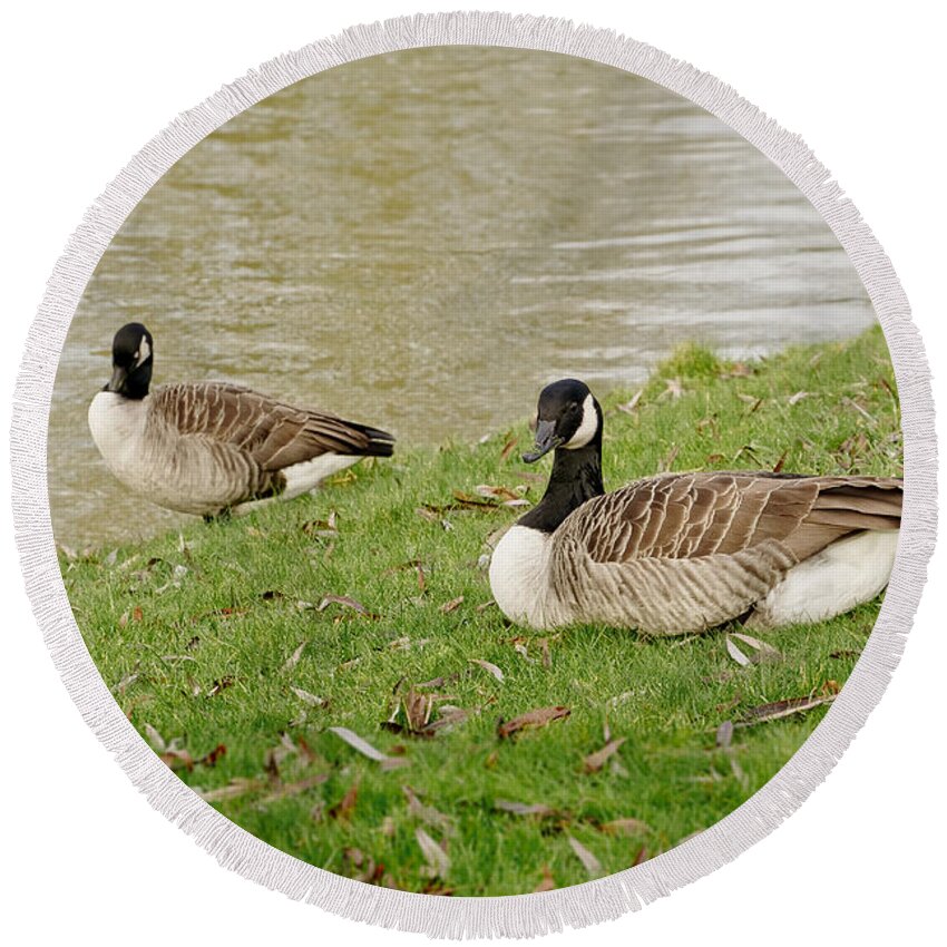 Canadian Geese Round Beach Towel featuring the photograph Two does not mean pair by Elena Perelman