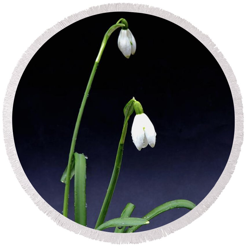 Snowdrops Round Beach Towel featuring the photograph Two Elegant Snowdrops by Jeff Townsend