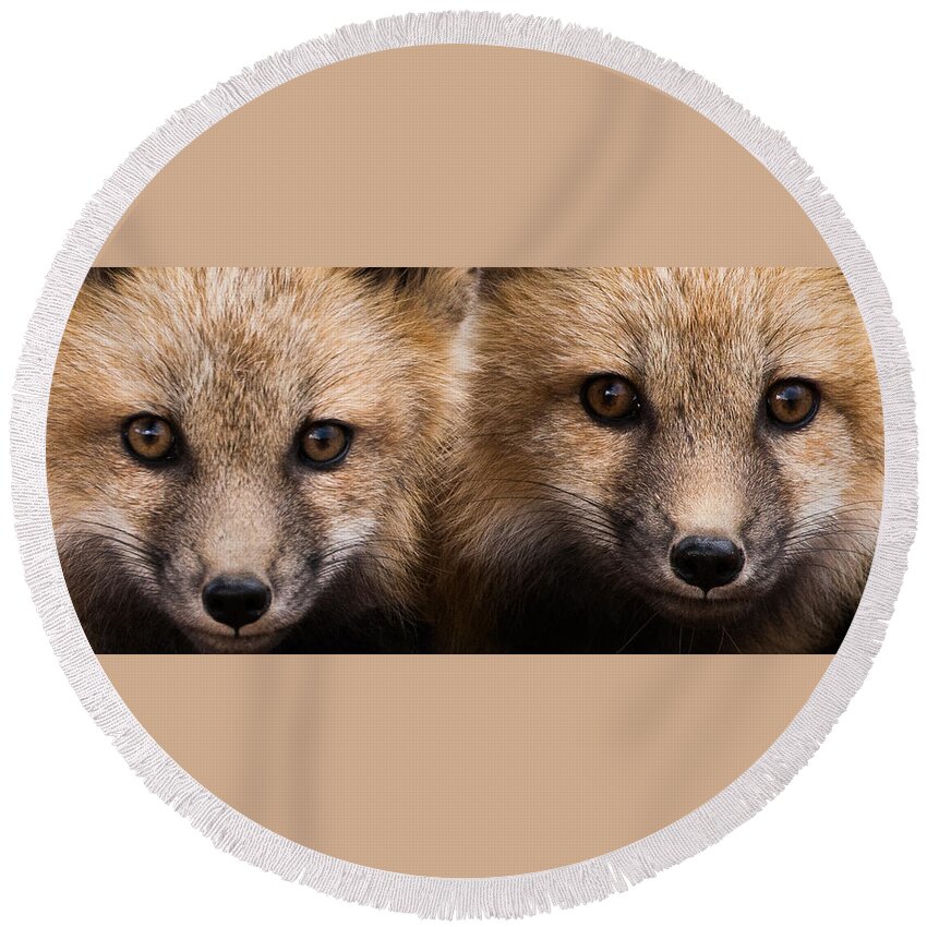 Red Fox Round Beach Towel featuring the photograph Two Fox Kits by Mindy Musick King