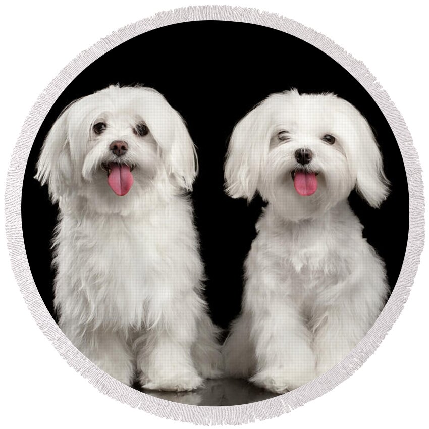 Maltese Round Beach Towel featuring the photograph Two Happy White Maltese Dogs Sitting, Looking in Camera isolated by Sergey Taran