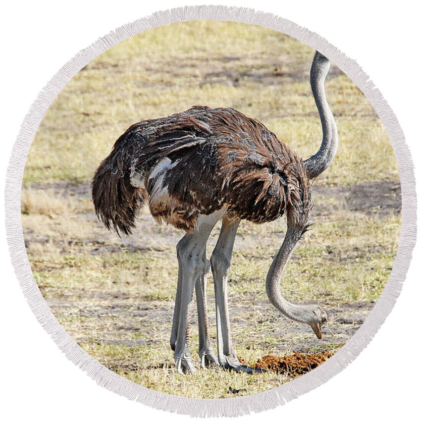 Ostrich Round Beach Towel featuring the photograph Two-Headed Ostrich by Ted Keller