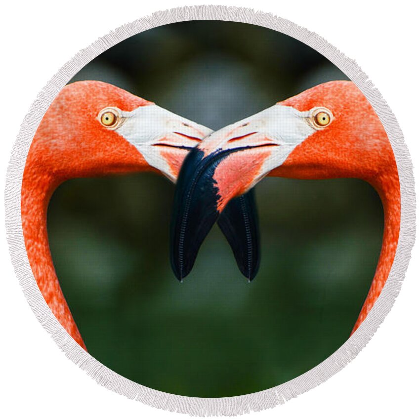 Flamingos Round Beach Towel featuring the photograph Two Heads Are Better Than One by Judy Wolinsky