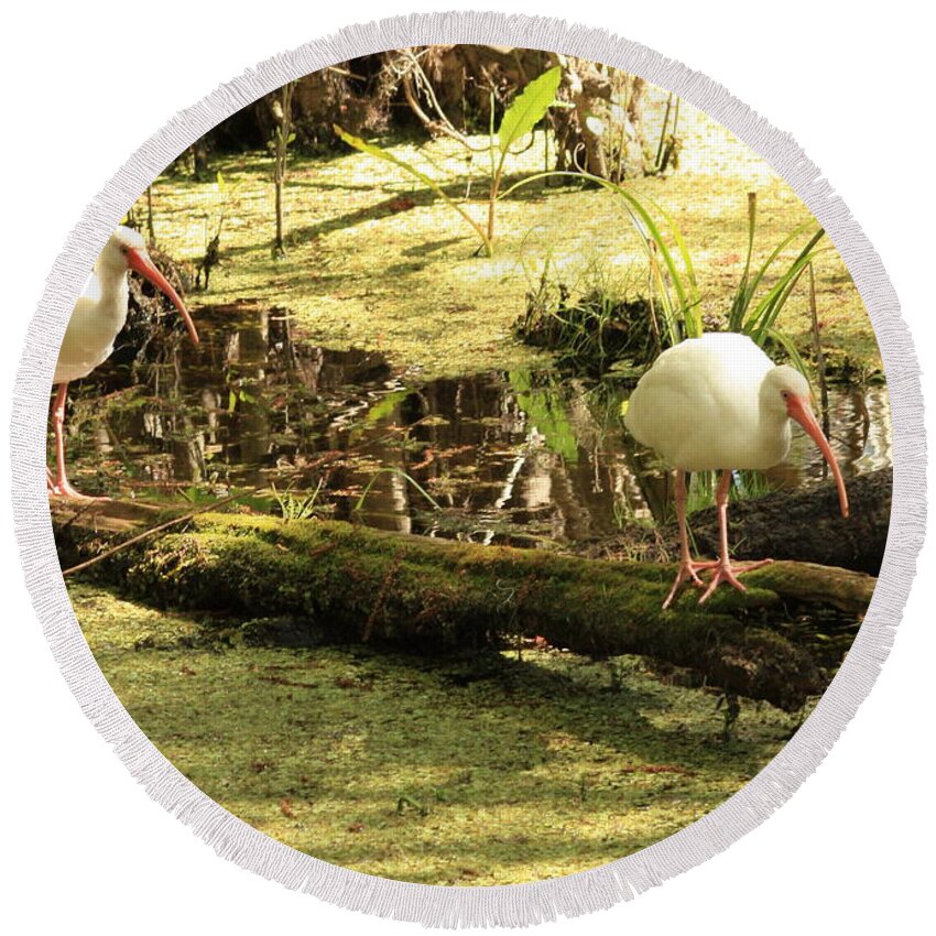 Birds Round Beach Towel featuring the photograph Two Ibises on a Log by Carol Groenen
