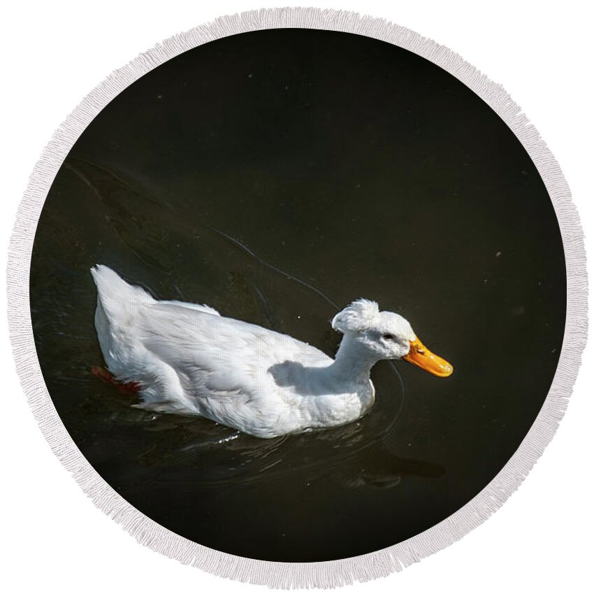 Crested Domestic Duck Round Beach Towel featuring the photograph U Qwak Me Up by Daniel Hebard