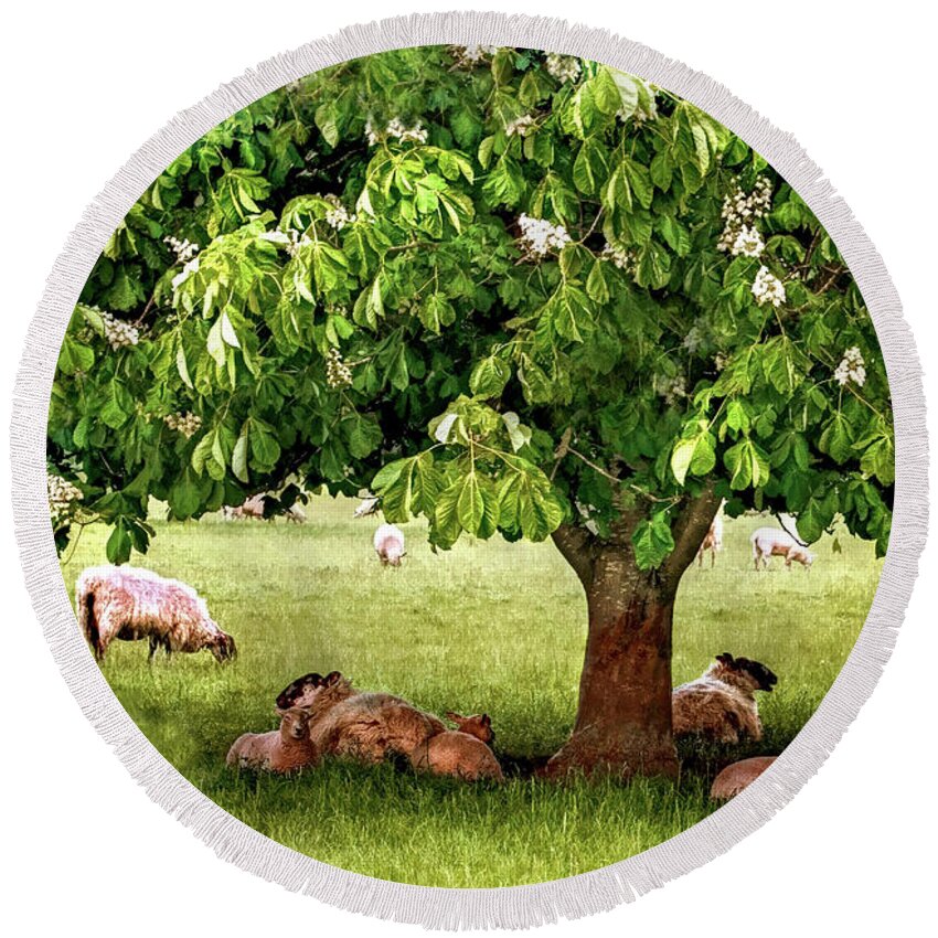 Trees Round Beach Towel featuring the photograph Umbrella Tree by Pennie McCracken