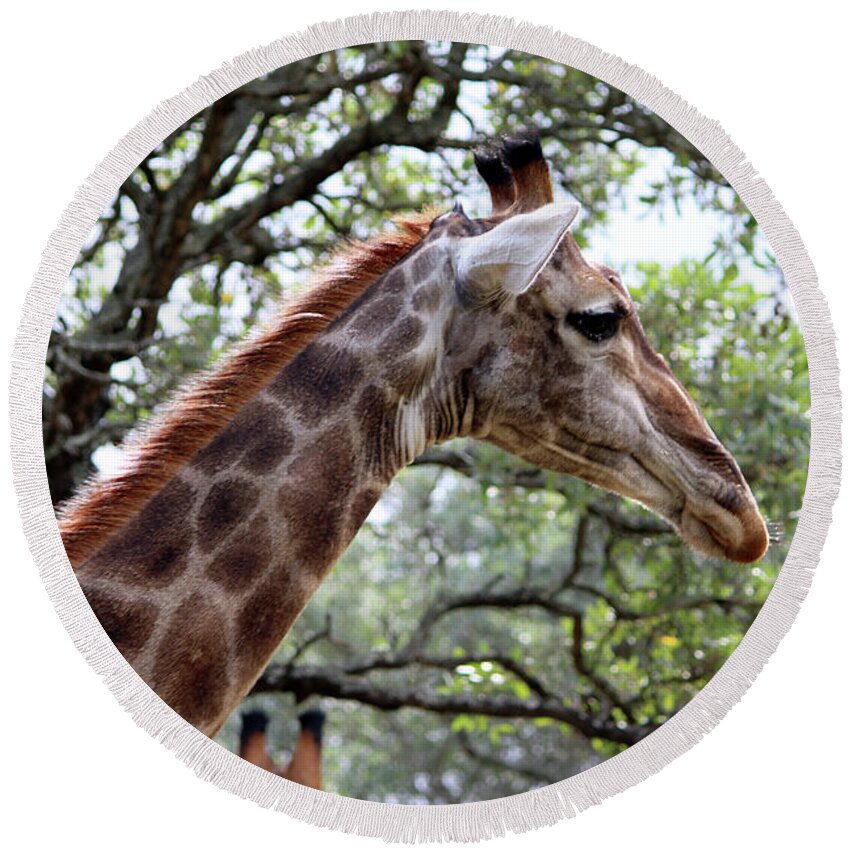 Giraffe Round Beach Towel featuring the photograph Umm I See You by Samantha Delory