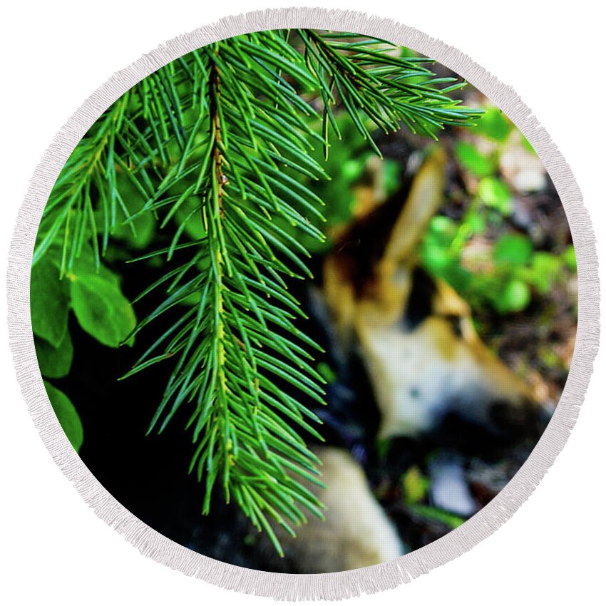 Pine Round Beach Towel featuring the photograph Under the Evergreen by Tim Dussault