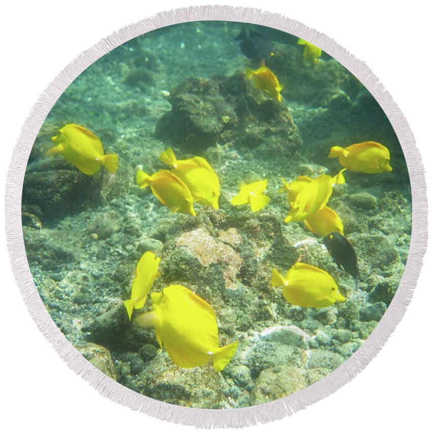 Yellow Tang Round Beach Towel featuring the photograph Underwater Yellow Tang by Karen Nicholson