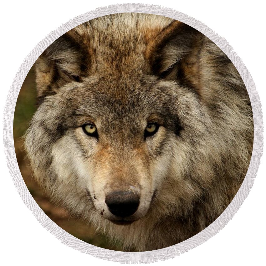 Wolf Round Beach Towel featuring the photograph Undivided attention by Heather King