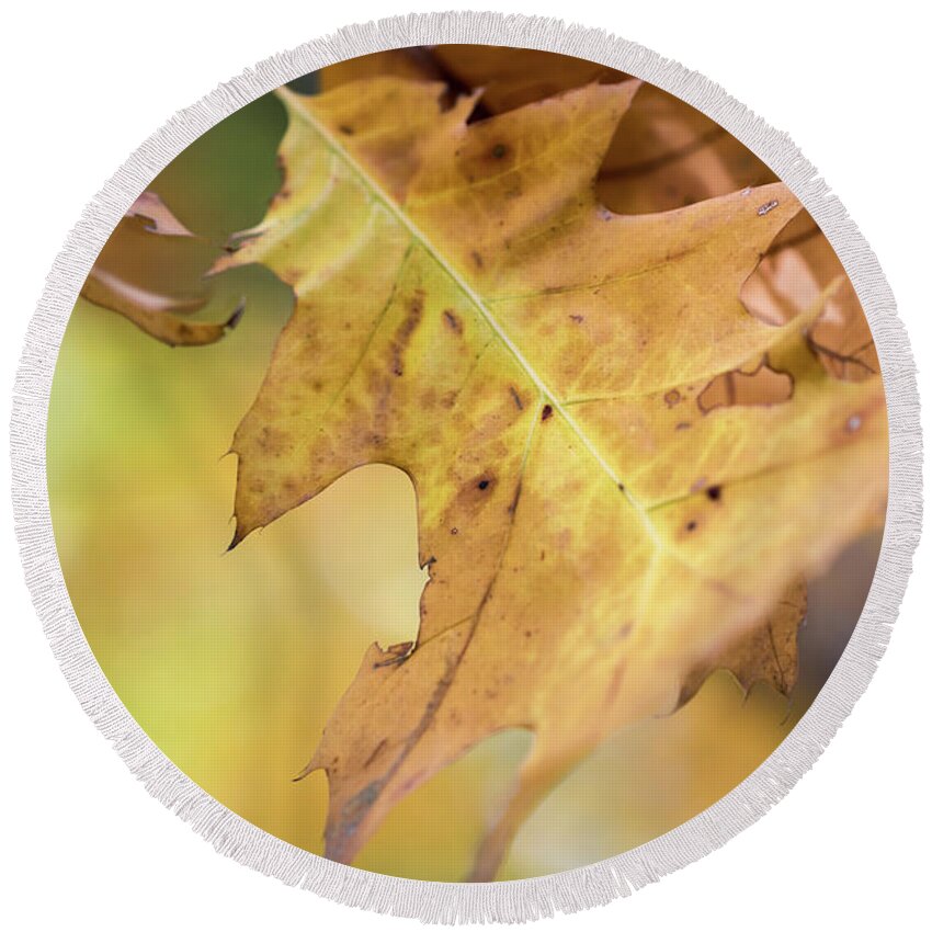 Oak Leaves Round Beach Towel featuring the photograph Up and Away - by Julie Weber