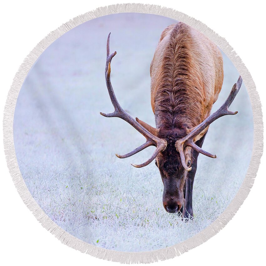 Elk Round Beach Towel featuring the photograph Up Close and Personal by Peg Runyan