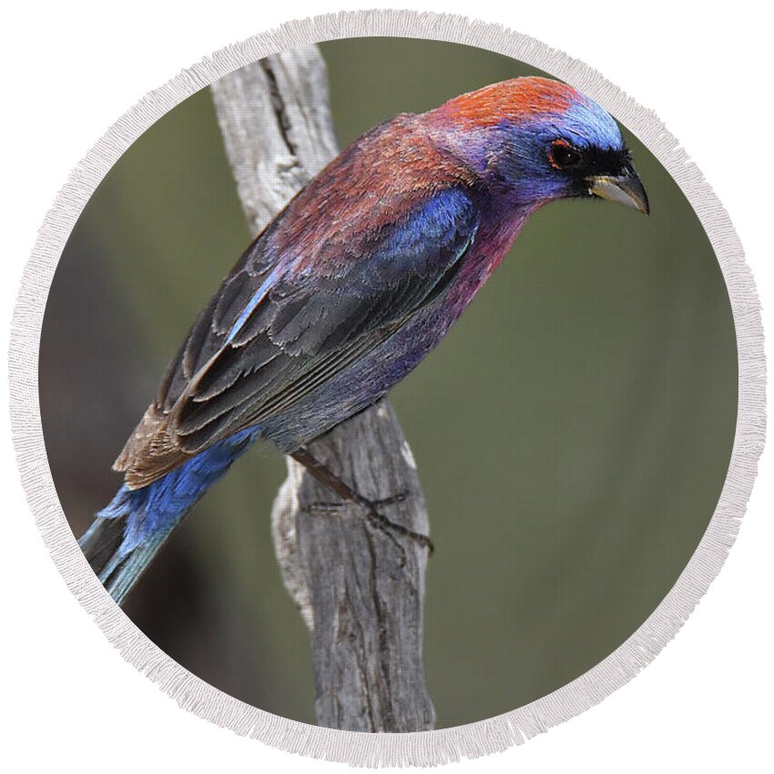 Bird Round Beach Towel featuring the photograph Varied Bunting by Alan Lenk