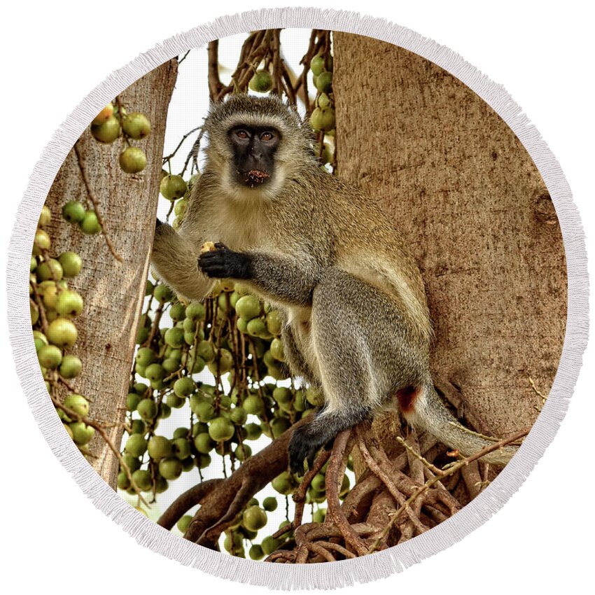 Africa Round Beach Towel featuring the photograph Vervet Monkey by Mitchell R Grosky