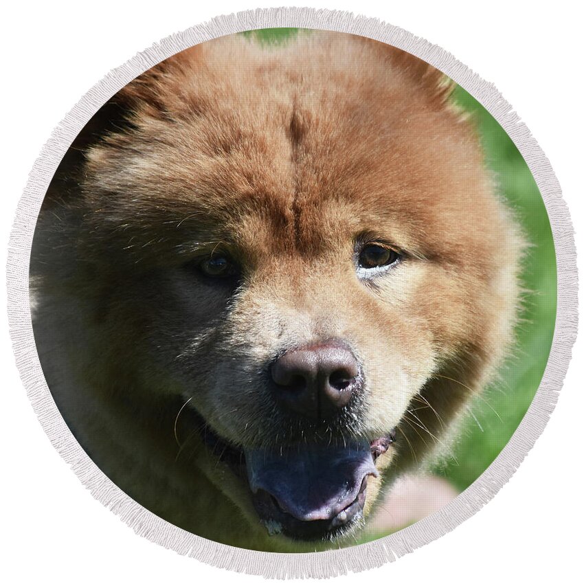 Chow Round Beach Towel featuring the photograph Very Delightful Brown Chow Puppy from China by DejaVu Designs