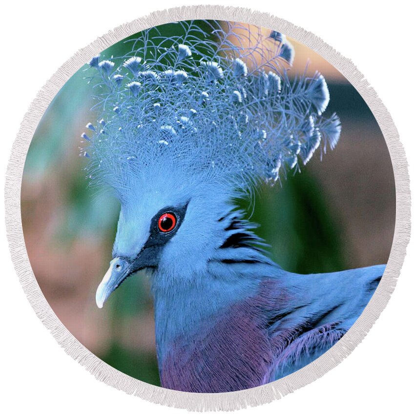 Portrait Round Beach Towel featuring the photograph Victoria Crowned Pigeon by Baggieoldboy