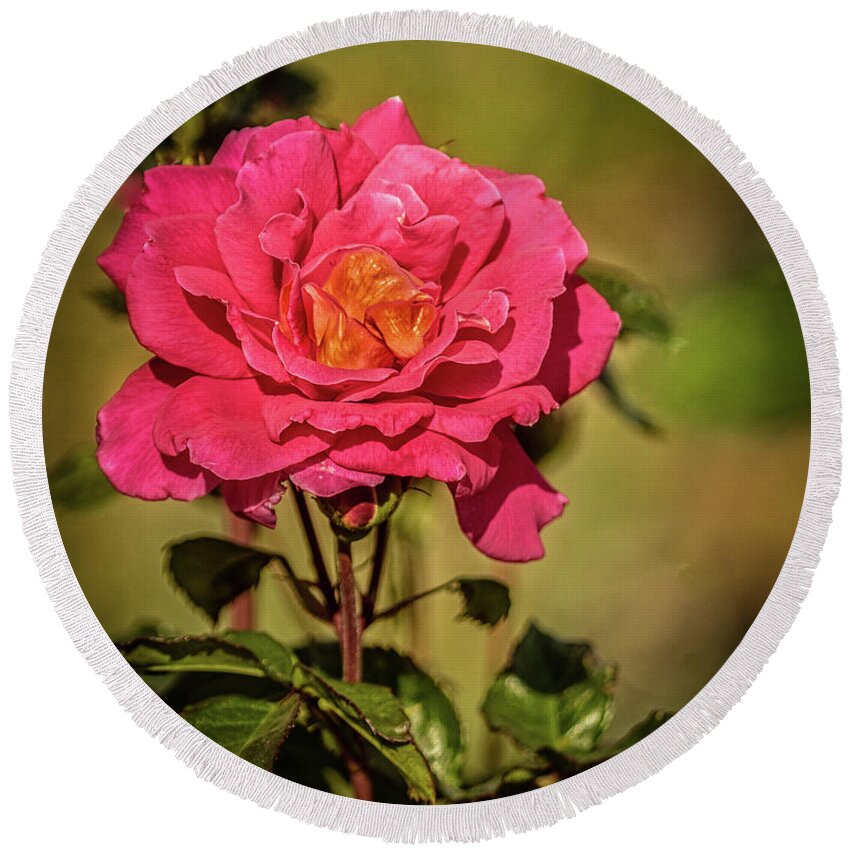 Perennial Round Beach Towel featuring the photograph Vignetted Rose by Robert Bales