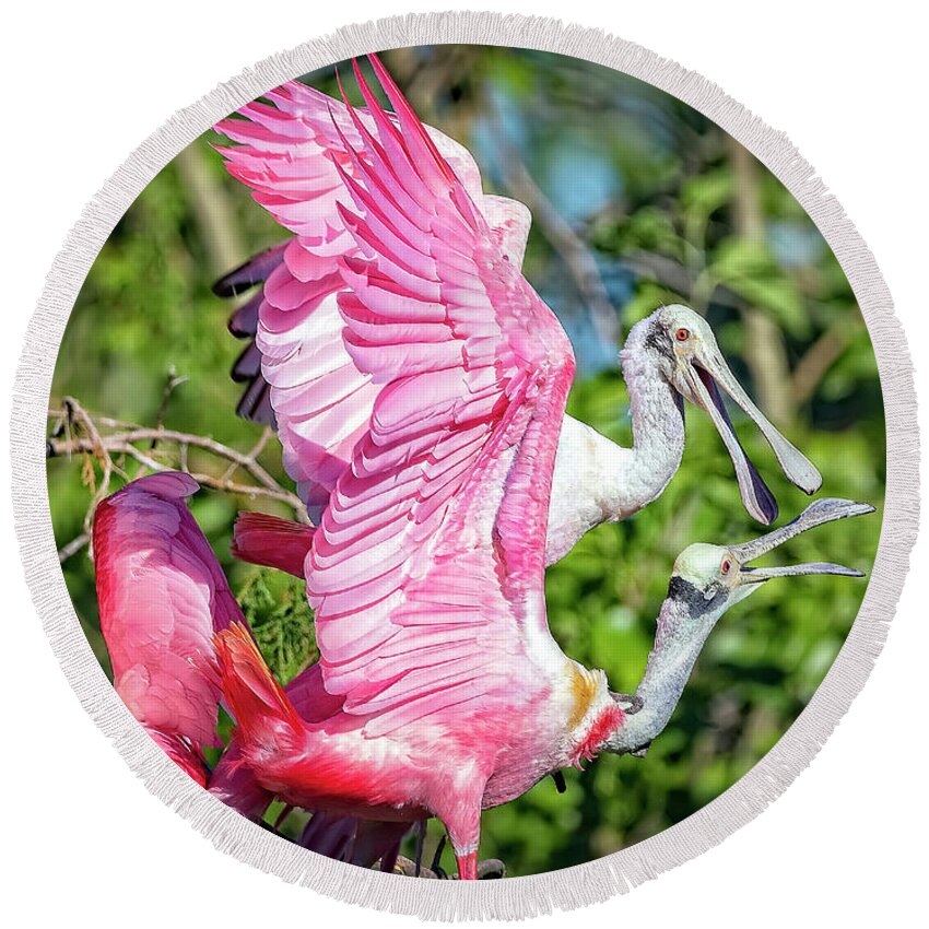 Roseate Round Beach Towel featuring the photograph Vocal Roseate Spoonbill Mates by DB Hayes