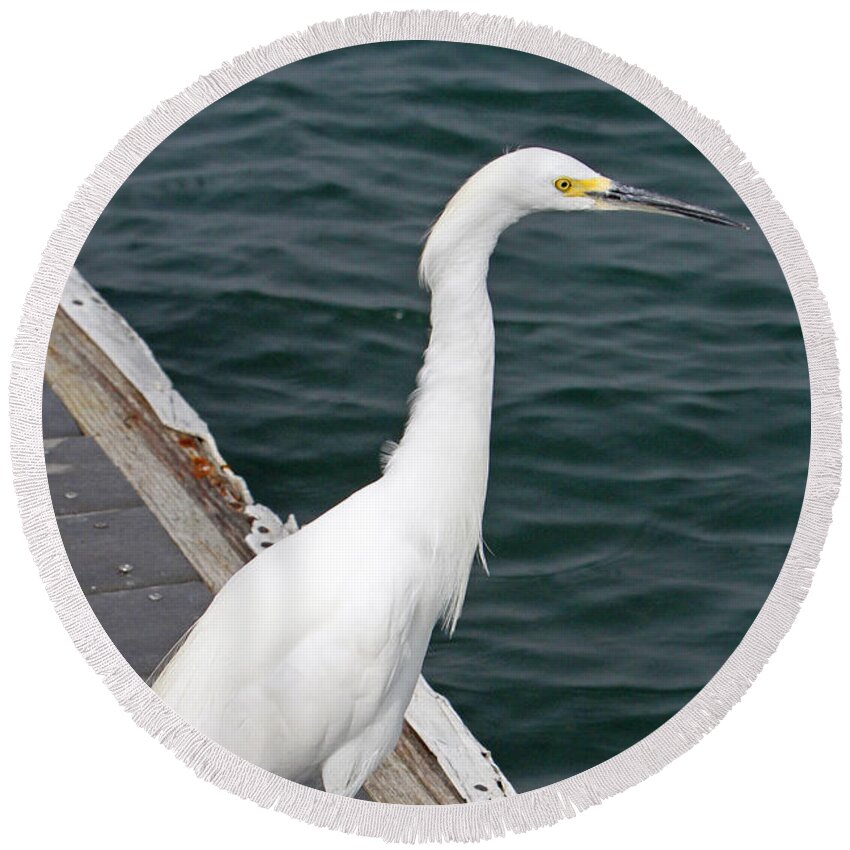 Snowy Egret Round Beach Towel featuring the photograph Waiting For Lunch by Shoal Hollingsworth