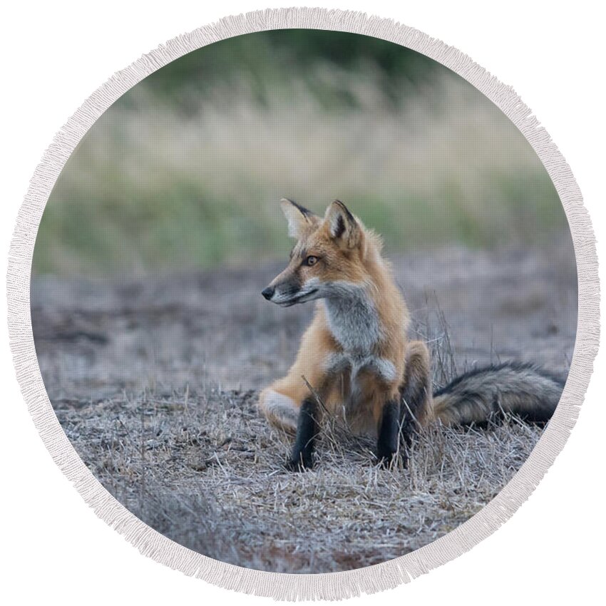 Fox Round Beach Towel featuring the photograph Waiting by John Greco