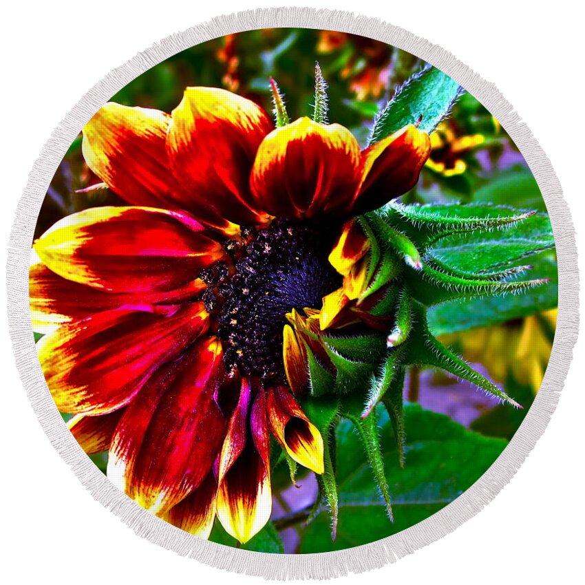 Sunflower Round Beach Towel featuring the photograph Waking Up by Gwyn Newcombe